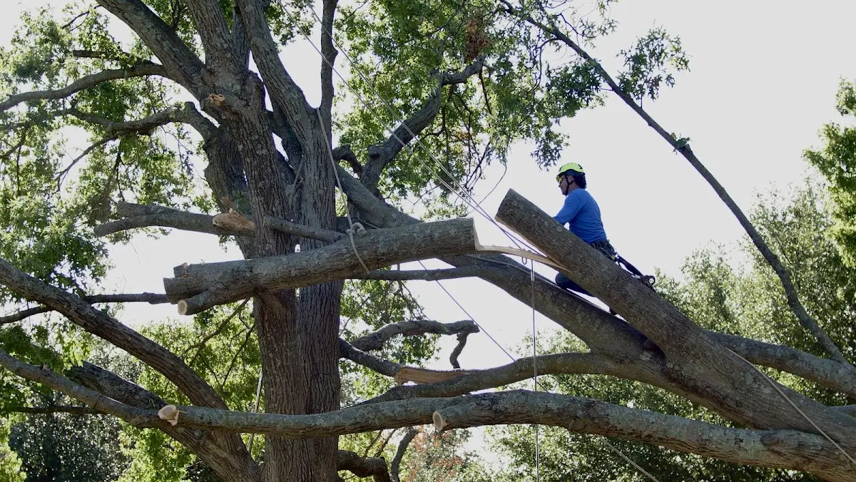 Professional Hazardous Tree Removal performed by certified arborists in Hollywood