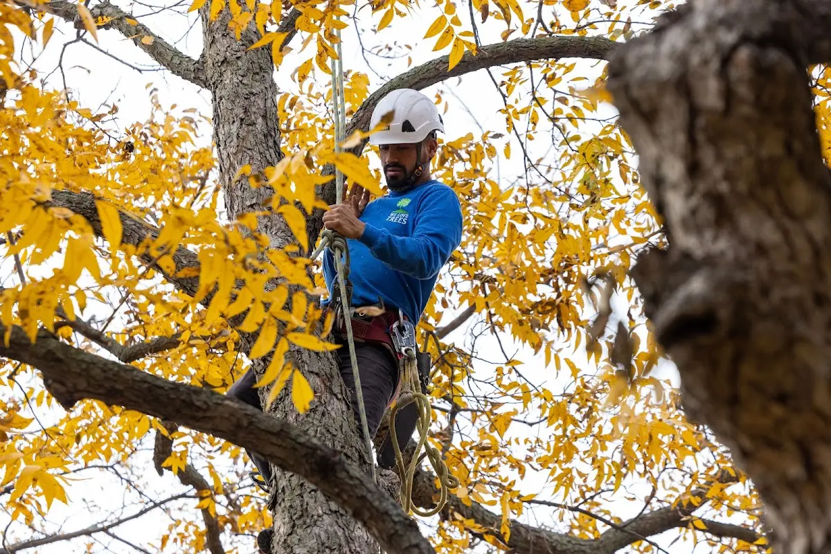 Skilled Tree Pruning crew working in Hollywood