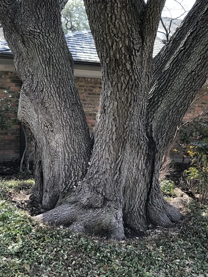 Mature heritage tree close to a Hollywood property cared for by certified arborists