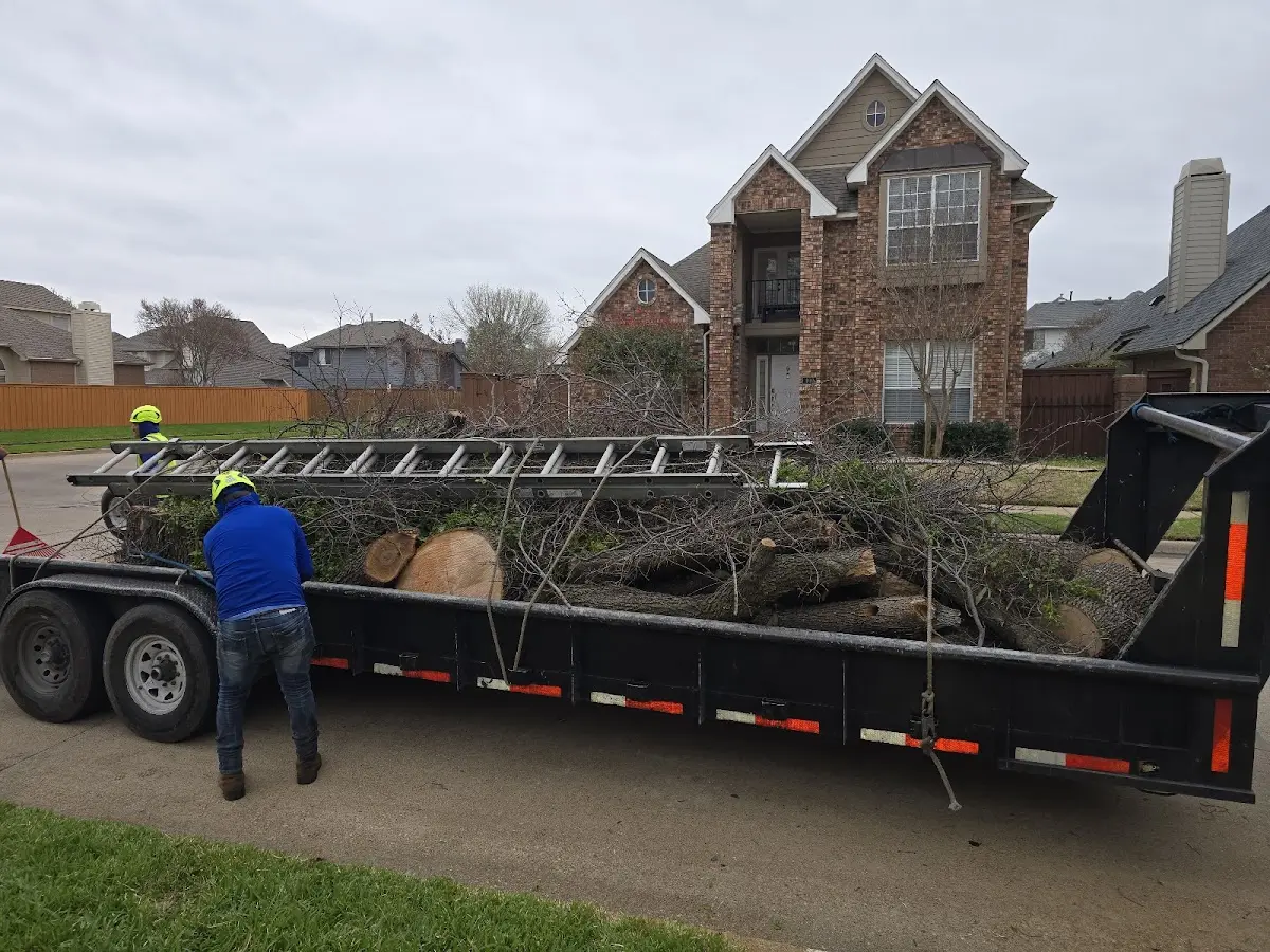 Expert Tree Removal with proper safety equipment in Hollywood